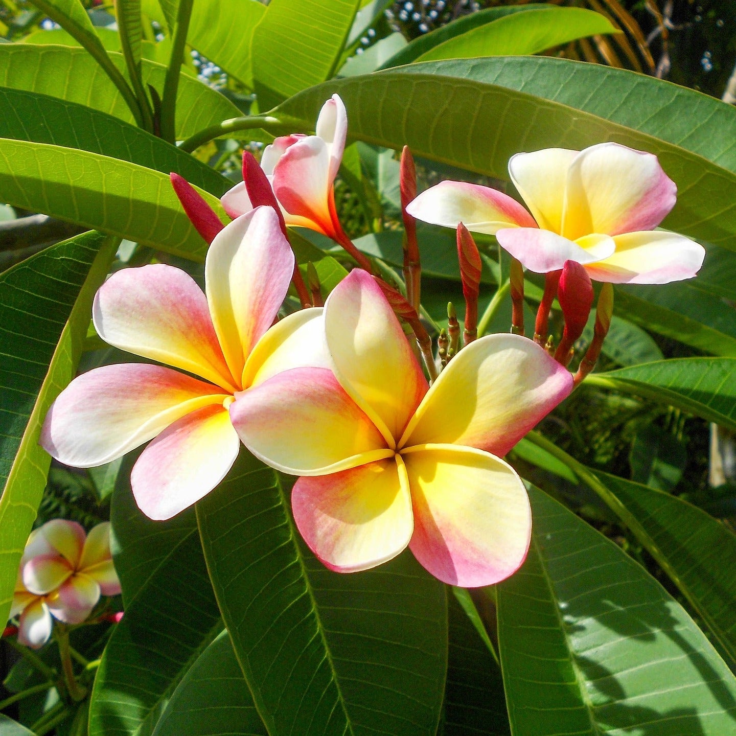 Close-up of pink and yellow flowers with green leaves in the background